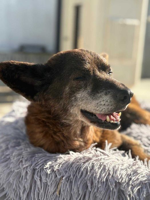 Cão para adoção (Paco)