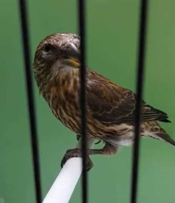 Aves anilhadas 2025/2026 (outras aves)