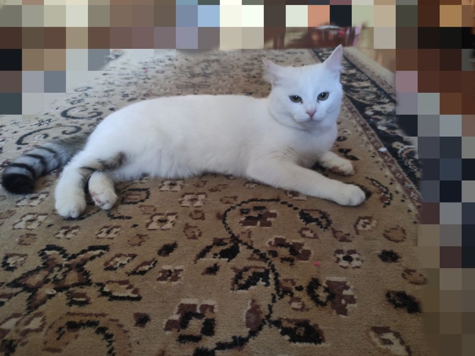 Дарую, кицю! Активна слухняна