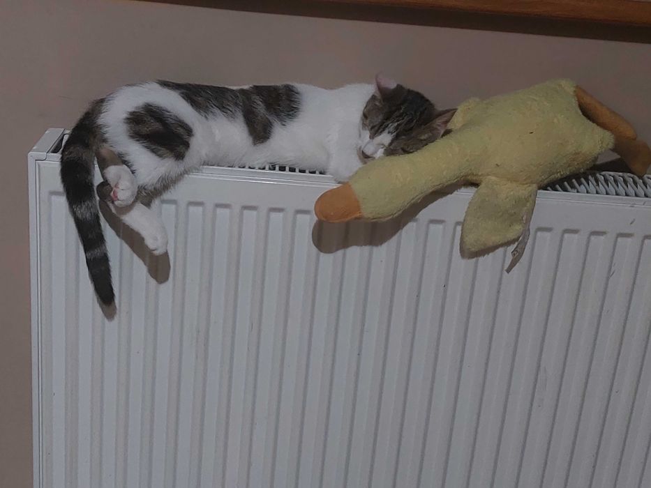 Oddam kotkę malutka