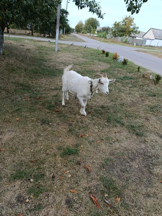 Продам.       коз
