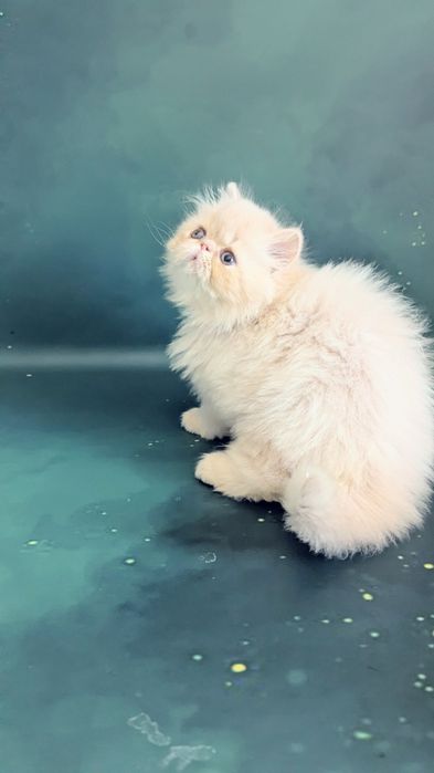 Офіційний розплідник пропонує персидське кошеня хлопчик.