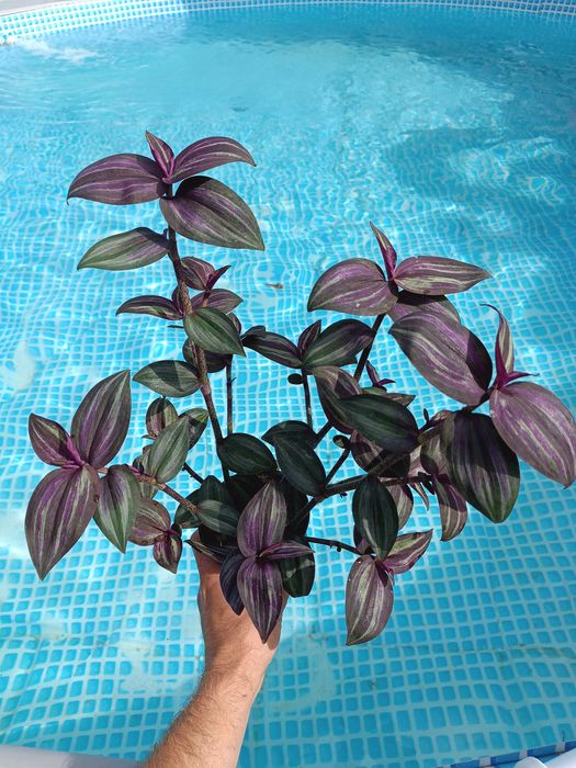 trzykrotka Tradescantia zebrina ‘Evanesce’