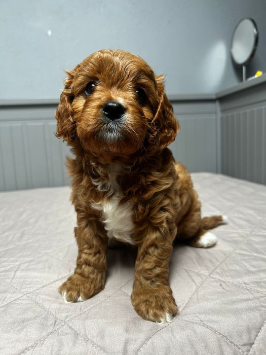 Cavapoo sunia do odbioru