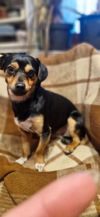 Pieski suczki do adopcji szczeniaki