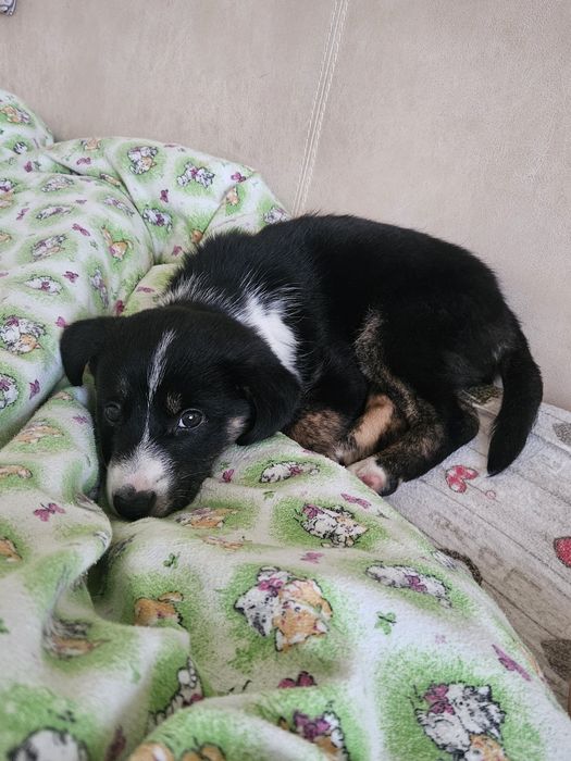 Цуценя  в хороші руки