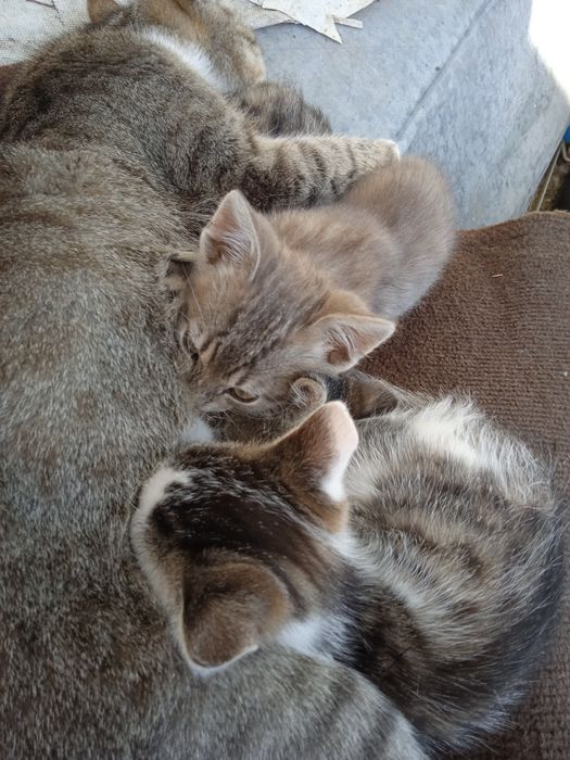 Віддам у добрі руки котенят