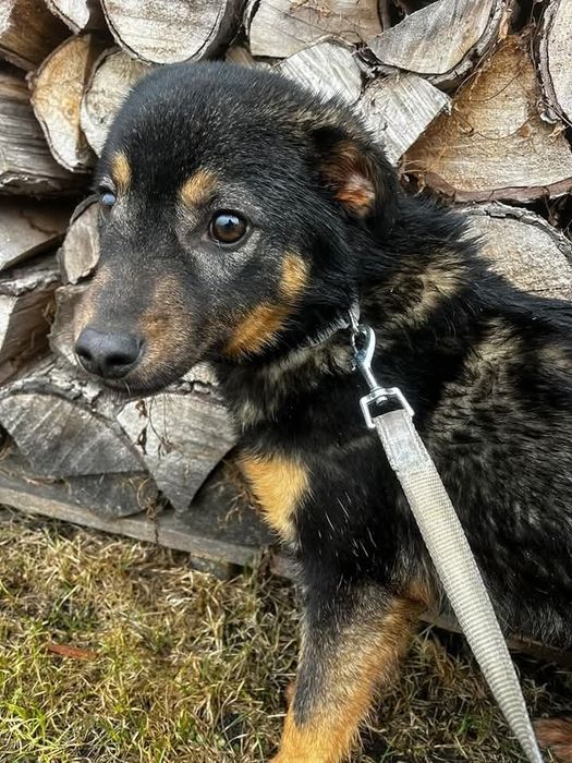 Frankie pies do adopcji