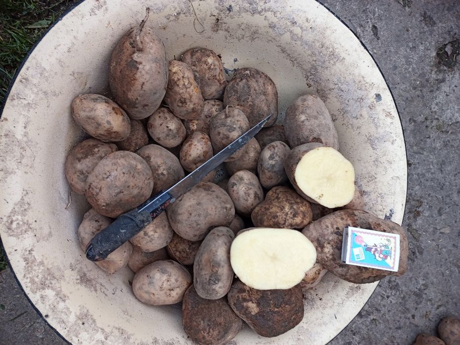 Продам картоплю. Велика