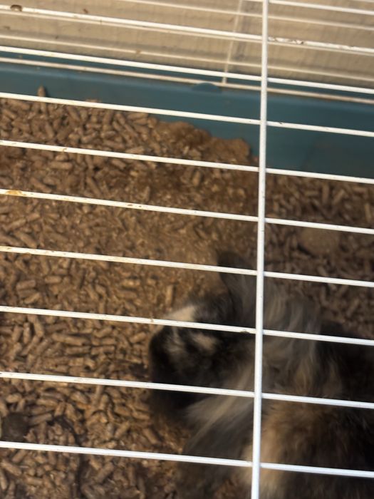 Krolik samiec baranek