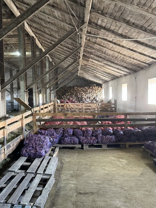 Оренда ферма/комерційна нерухомість/овоческлад/теплиці