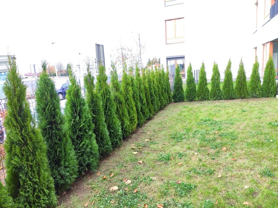 Thuja Smaragd Tuja Szmaragd super jakość 100-200 cm SADZENIE TRANSPORT Rośliny ozdobne Usługi ogrodnicze