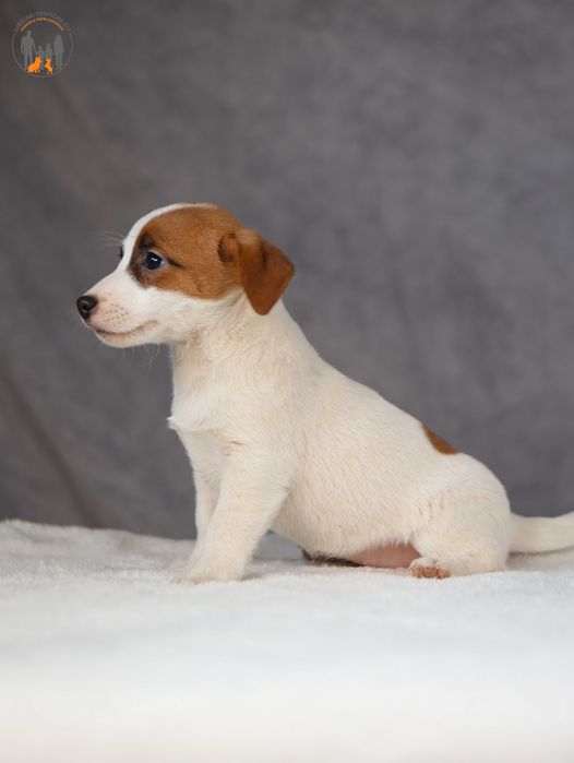Jack Russell Terrier ZKwP FCI suczka k.włos -rezerwacja