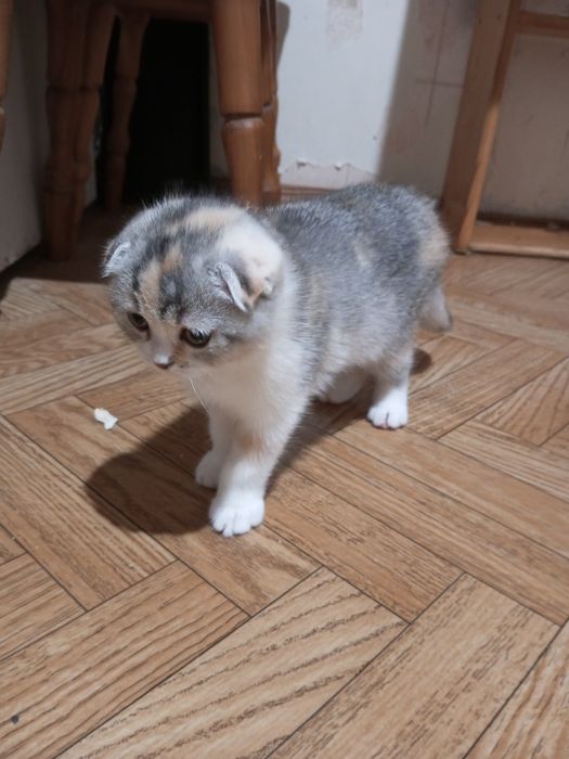 Продам вислоухую принцессу.