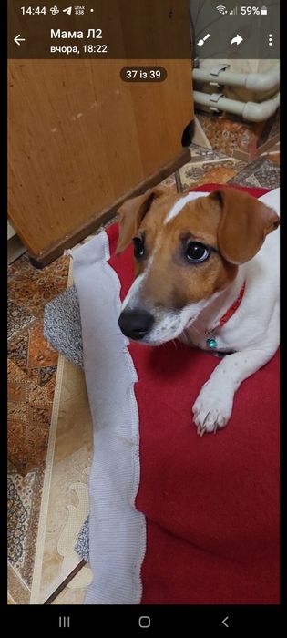Джек Рассел дівчигка 4місяця