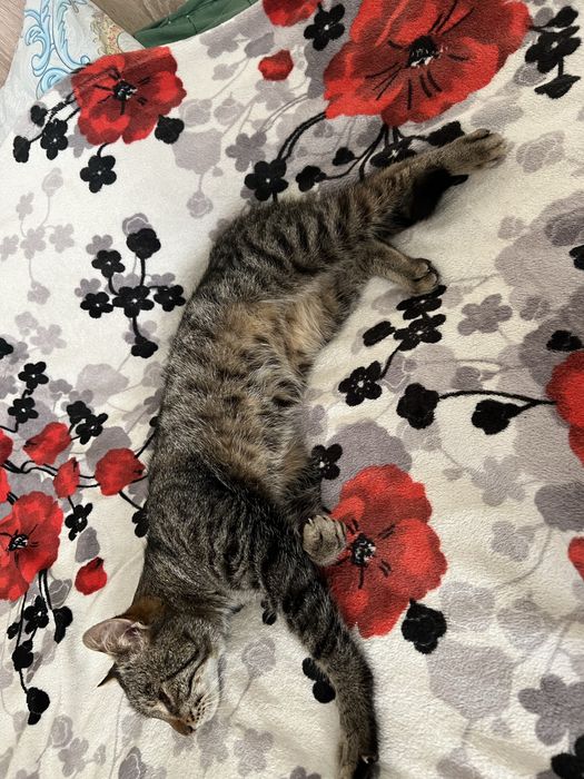 Хлопчик шукает родину