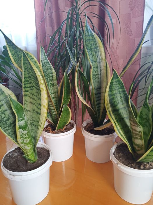 Кімнатні рослини "Сансевієрія"