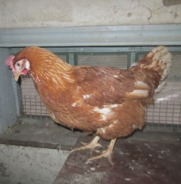 Продам кури