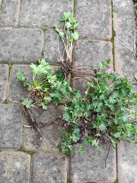 Садові та кімнатні герані