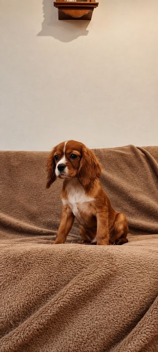 Uroczy Rodowodowy Piesek Cavalier King Charles Spaniel z Rodowodem OSPIK