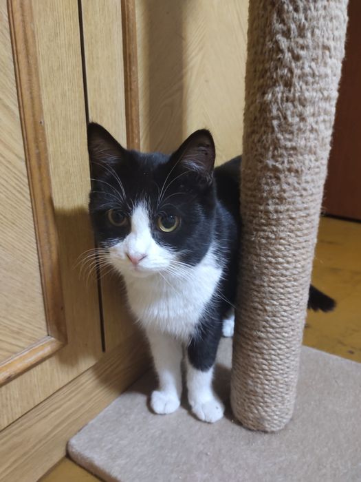 Кішка в добрі руки