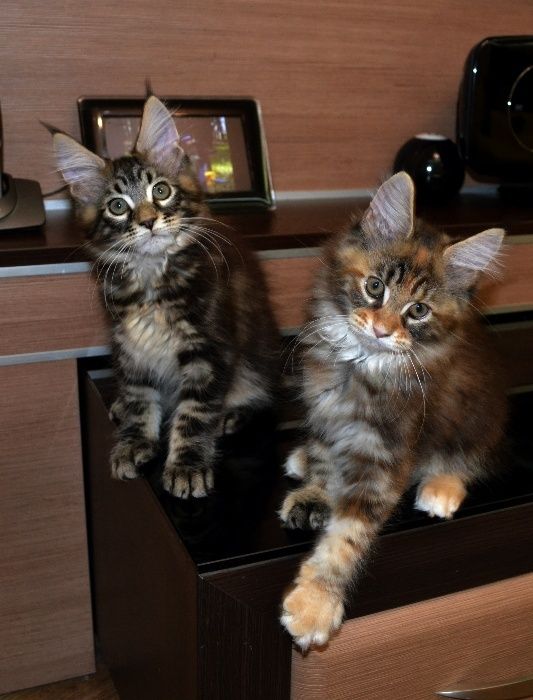 Котенок Мейн-кун элитных кровей,великолепные данные,мальчик и девочка!