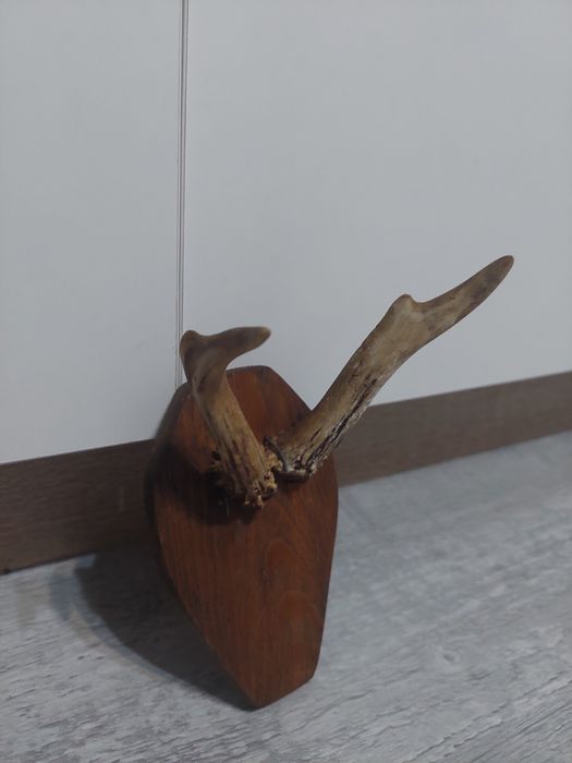 Poroże młodego jelenia