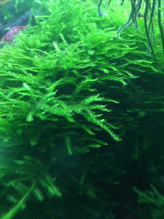 Krewetki Mech Java moss Riccia .