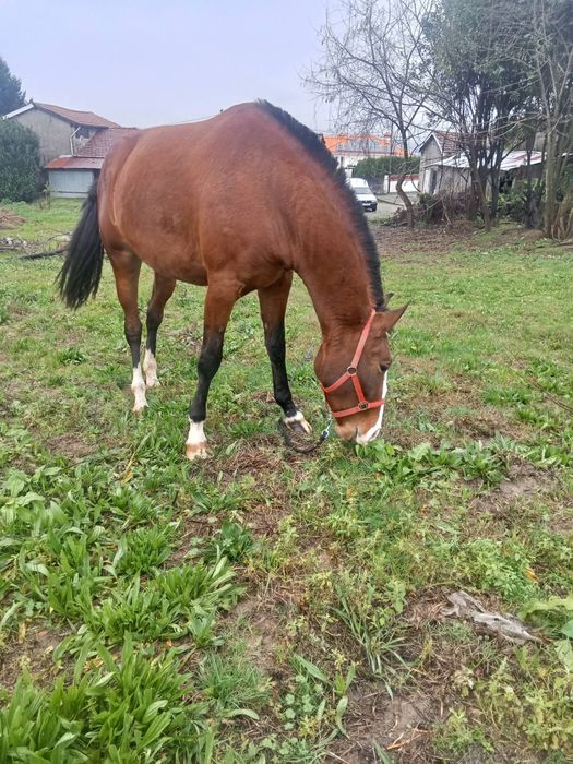 Égua  pura lusitana cheia