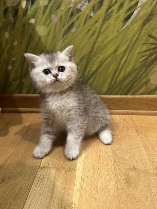 Кошенята, котики срібна шиншила