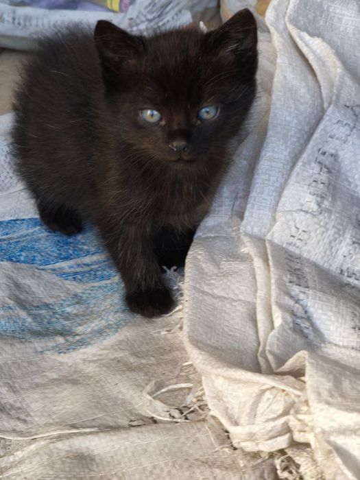 Пухнасті чарівні котики