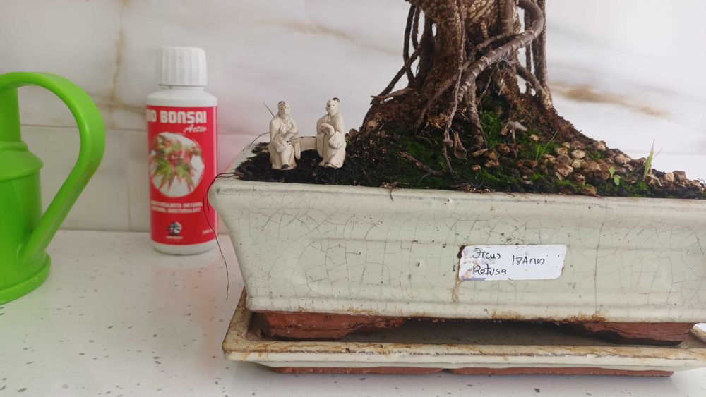 Ficus Tiger Retusa Bonsai de 19 Anos