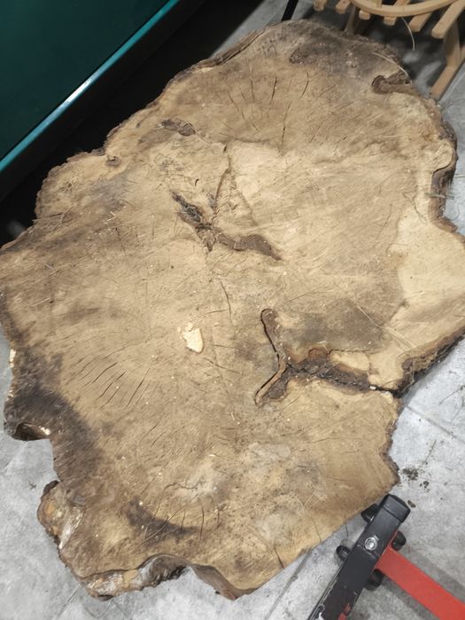 Duży Plaster drzewa wiąz