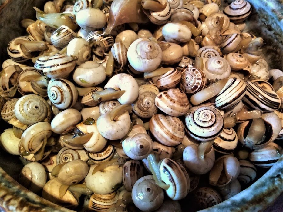 Sacas de caracois deliciosos 5 kilos entrega em casa