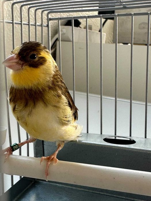 Casal de Canários 2026, Fêmea gloster (poupa) e Macho malhado