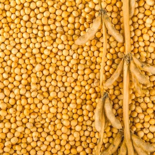 Соя насінева канза