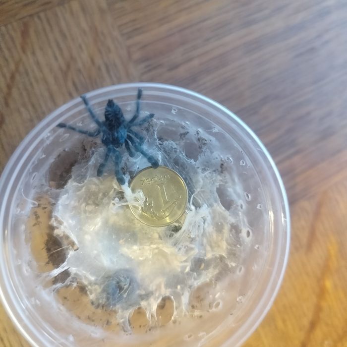 C. versicolor sprzedam