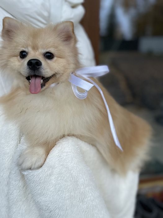 Померанські шпіци — Пухнасті принци хочуть до вас