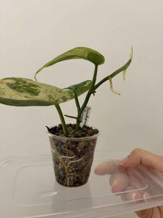 Scindapsus Halimoon