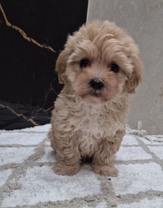 Cavapoo Sunia hybryda ras