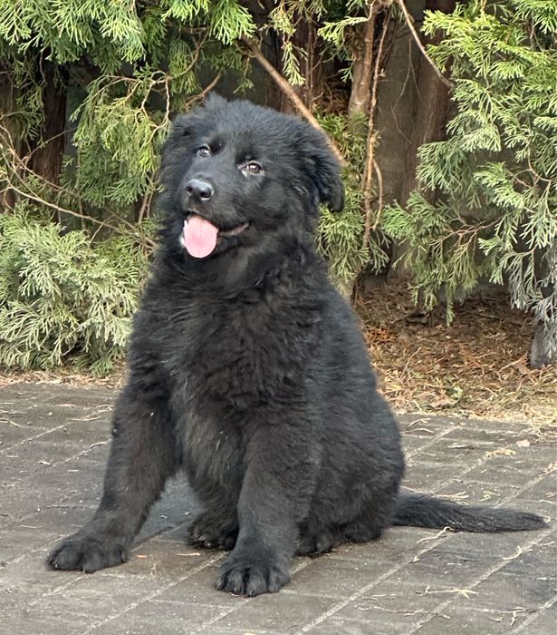 Owczarek Niemiecki suczka