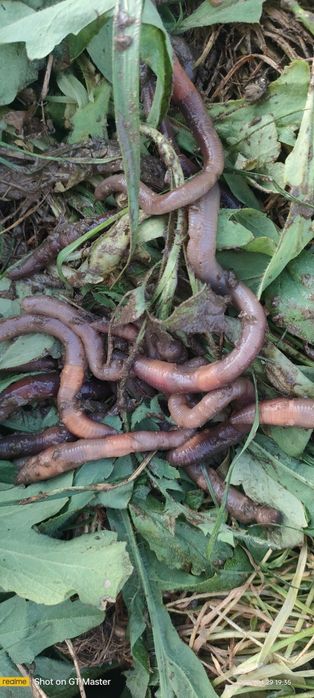 Rosówki swieżo zbierane