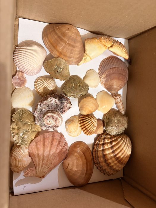 Zestaw muszli do dekoracji