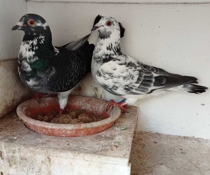 Lindo pombo correio de fundo