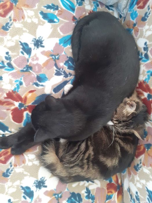 Gatinhos mansinhos
