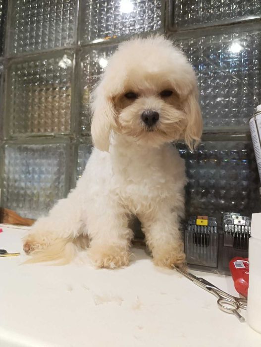 Цікавий хлопчик мальтипу