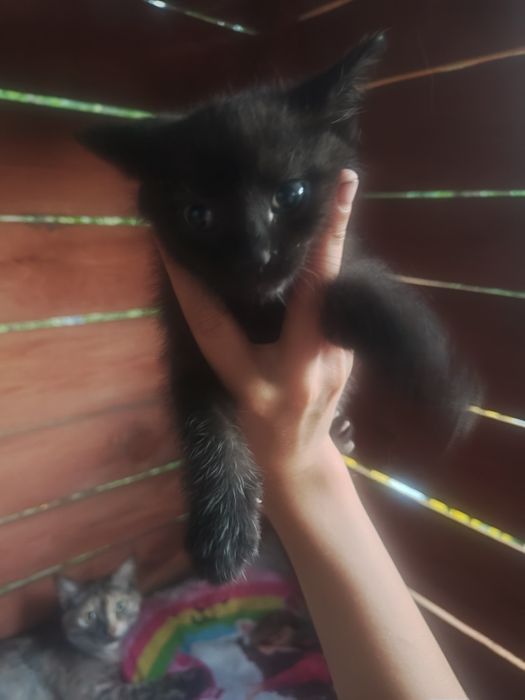 Oddam czarna kotkę w dobre ręce