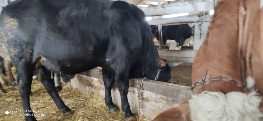 Продам молодого бичка