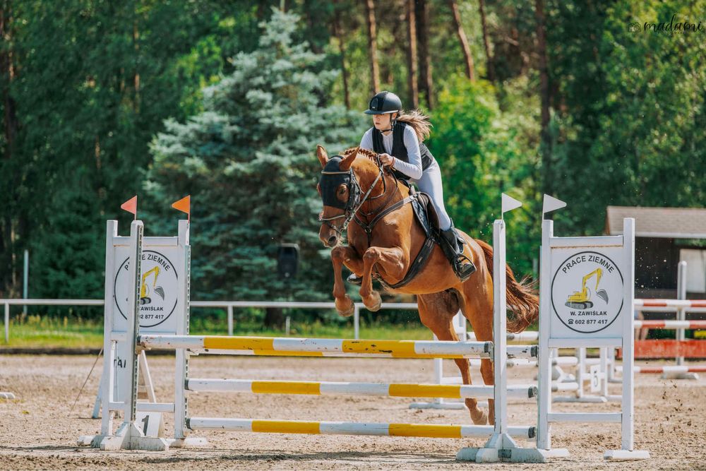 Urodziwa klacz profesor