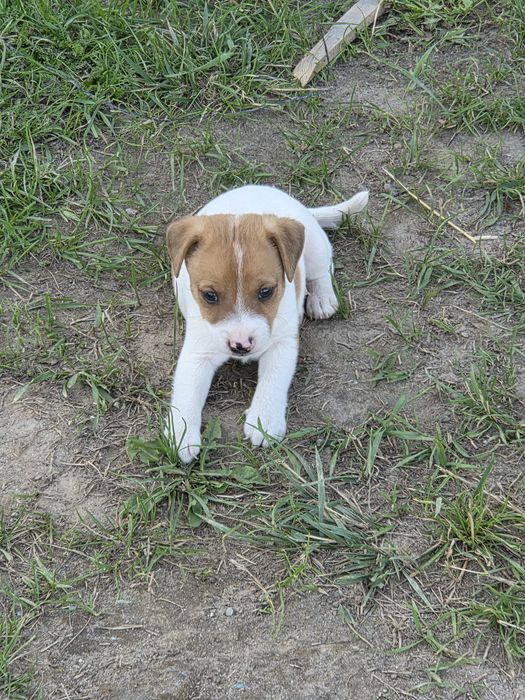 Jack russell terrier